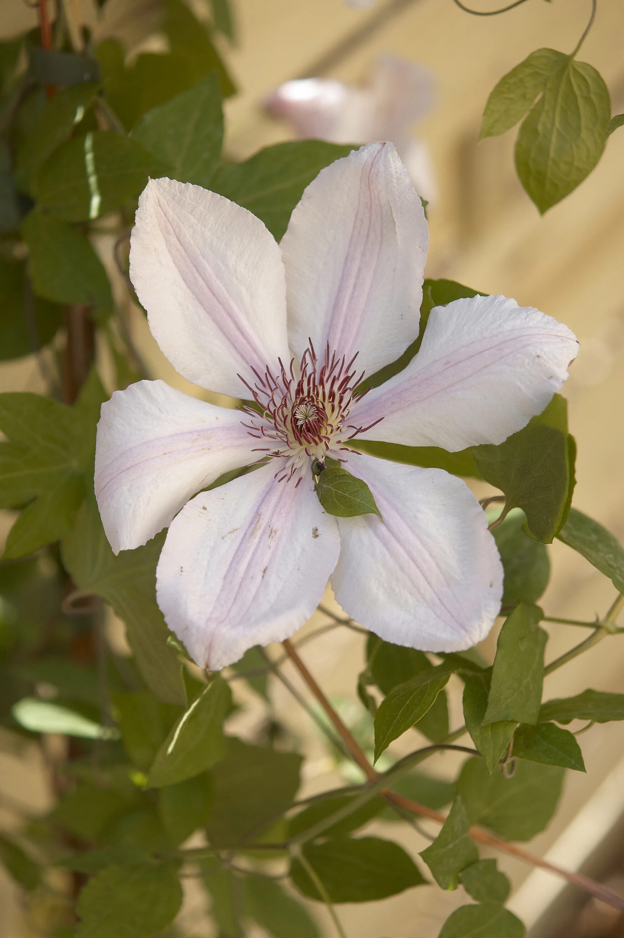 Клематис ян собески фото и описание File:Clematis Jan Pawel A.jpg - Wikimedia Commons