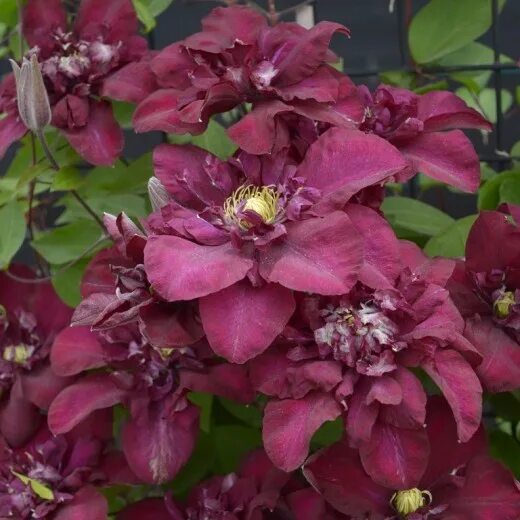 Клематис ян собески фото и описание Купить Клематис Jan III Sobieski - Клематис - GardenPlants