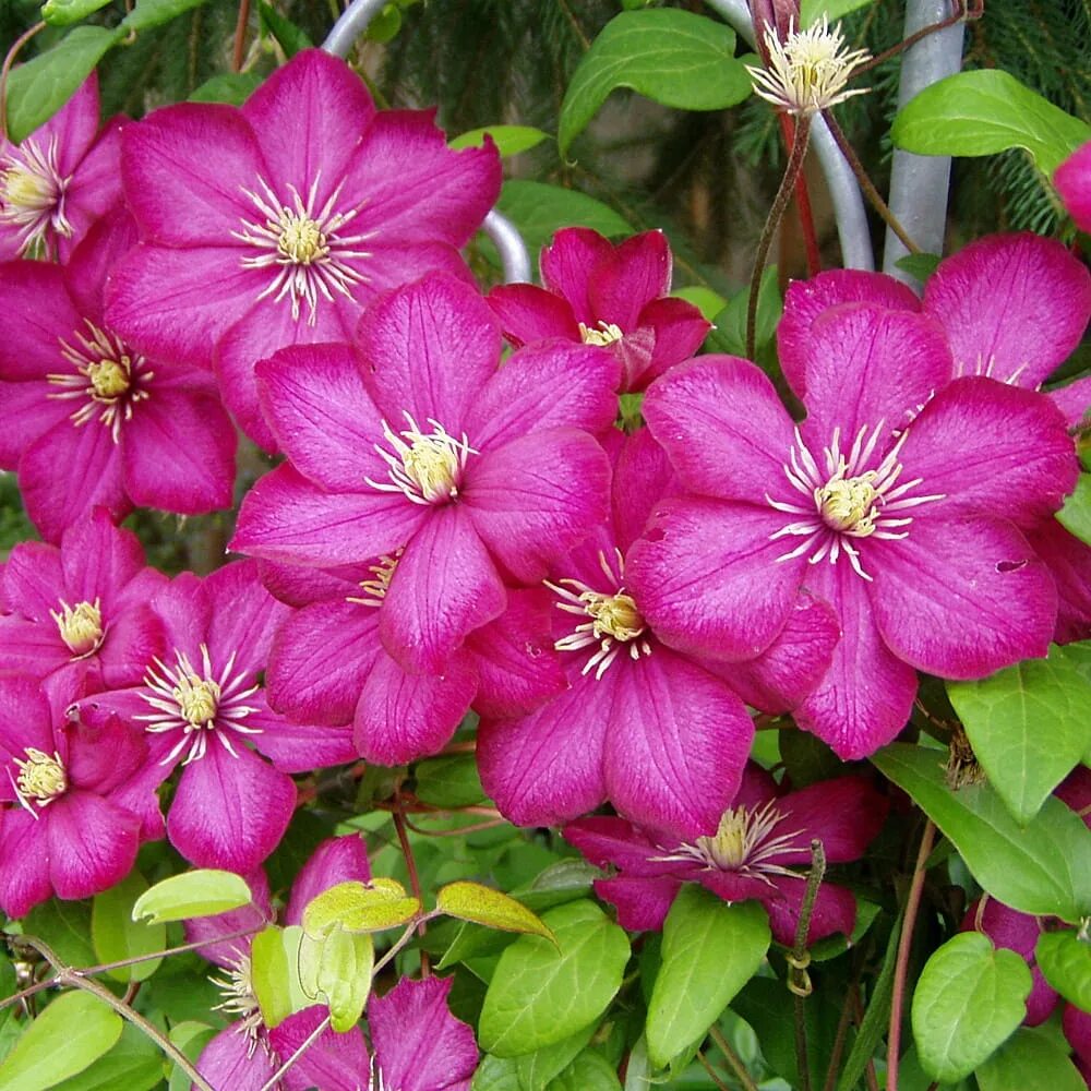 Клематис ян собески фото и описание Клематис Clematis Hybr Red Pearl: Галерея Эко-фокус Фотогалерея природы на dia-l