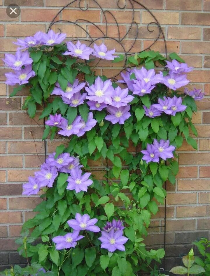 Клематис янг фото и описание Clematis, "H F Young" Clematis plants, Clematis vine, Clematis flower