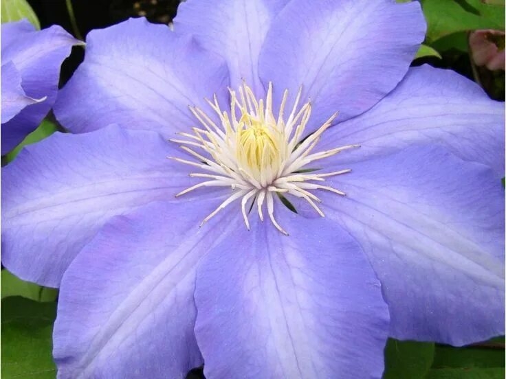 Клематис янг фото и описание Clematis H F Young - Large Flowered Clematis Clematis, Beautiful blooms, Summer 