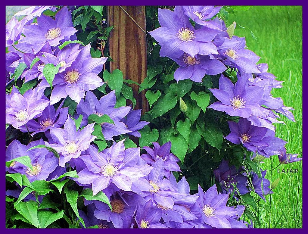 Клематис янг фото и описание LIGHT PURPLE CLEMATIS Betty Flickr