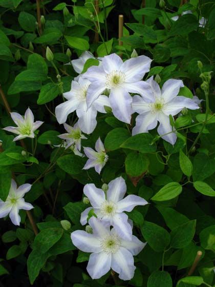 Клематис юкикомаши фото и описание Pin on clematis