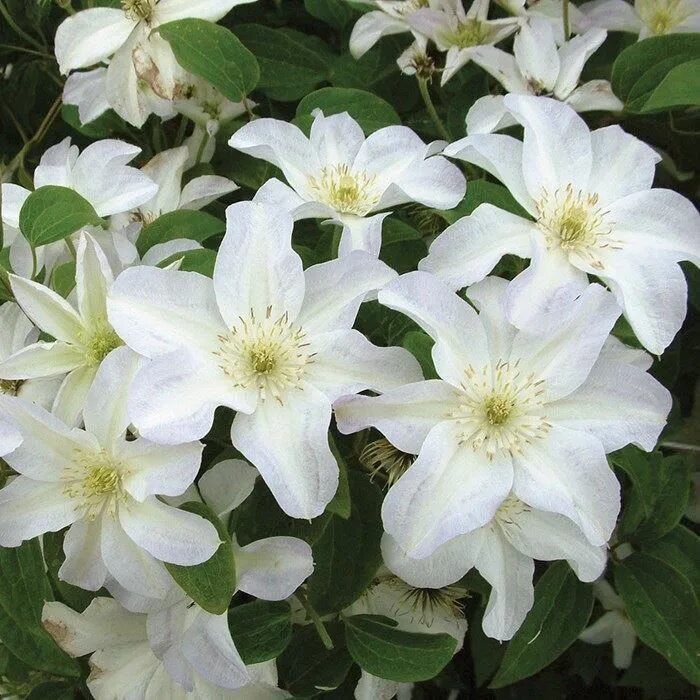 Клематис юкикомаши фото и описание Clematis Yukikomachi Clematis, Clematis plants, Plants
