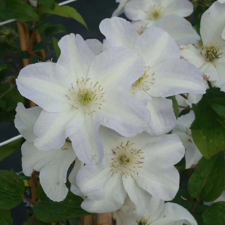 Клематис юкикомаши фото и описание Clematis 'Yukikomachi' Suttons
