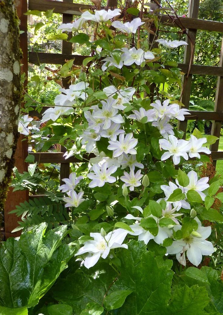 Клематис юкикомаши фото и описание Nancy's Hillside Garden in Oregon - FineGardening Fine gardening, Hillside garde
