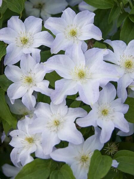 Клематис юкикомаши фото и описание Clématite 'Yukikomachi' - Clematis patens 'Yukikomachi' - Le Jardin du Pic Vert