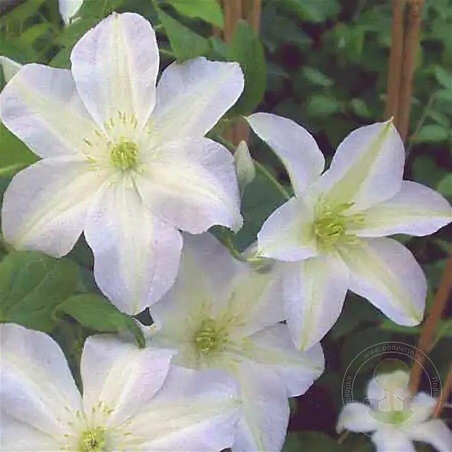 Клематис юкикомаши фото и описание Клематис Юкикомаши (Clematis Yukikomachi) купить в Москве по низкой цене из пито