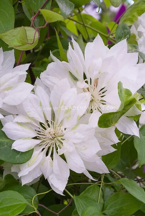 Клематис юкиокоши фото и описание сорта Клематис Clematis Yukiokoshi: лучшие снимки Эко-фокус Фотогалерея природы на dia