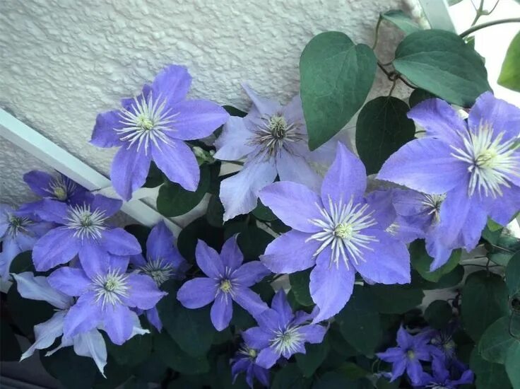 Клематис юста фото Clematis 'Justa' Clematis, Clematis jackmanii, Plants