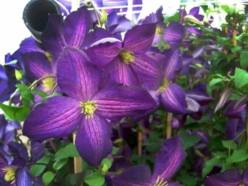 Клематис жакмани фото и описание 5 Clematis varieties for a beautiful garden design Clematis varieties, Clematis,