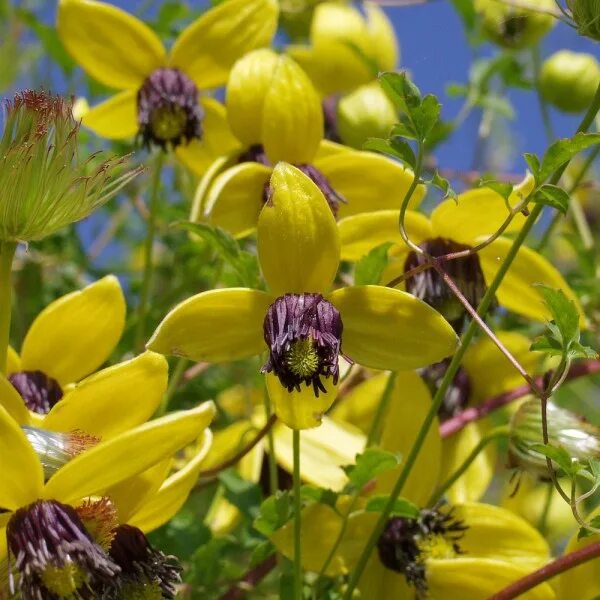 Клематис желтый фото и описание Купить Клематис гибридный Golden Tiara - Клематис - GardenPlants