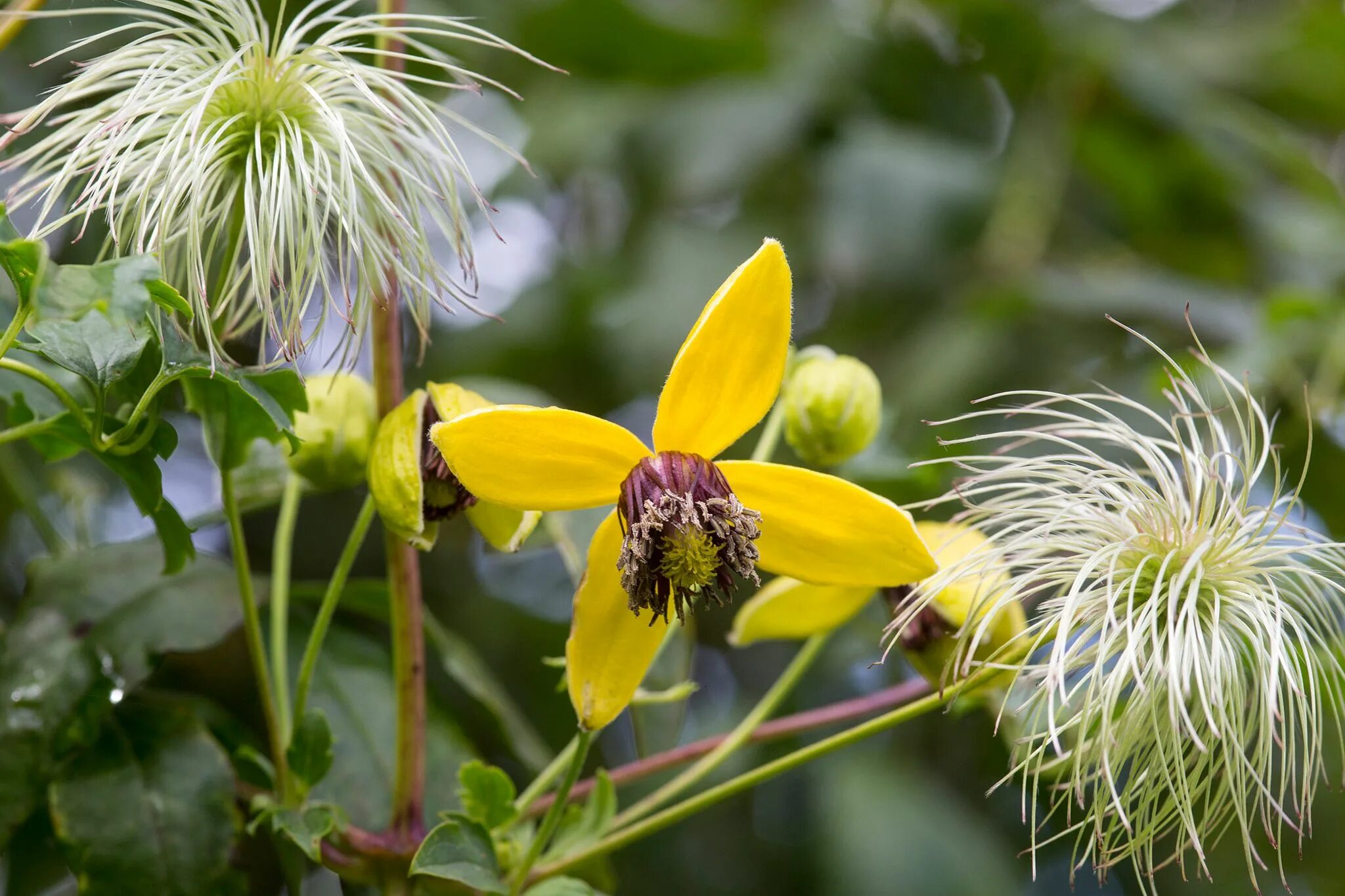 Клематис желтый фото и описание How to take clematis cuttings Clematis plants, Clematis, Plants