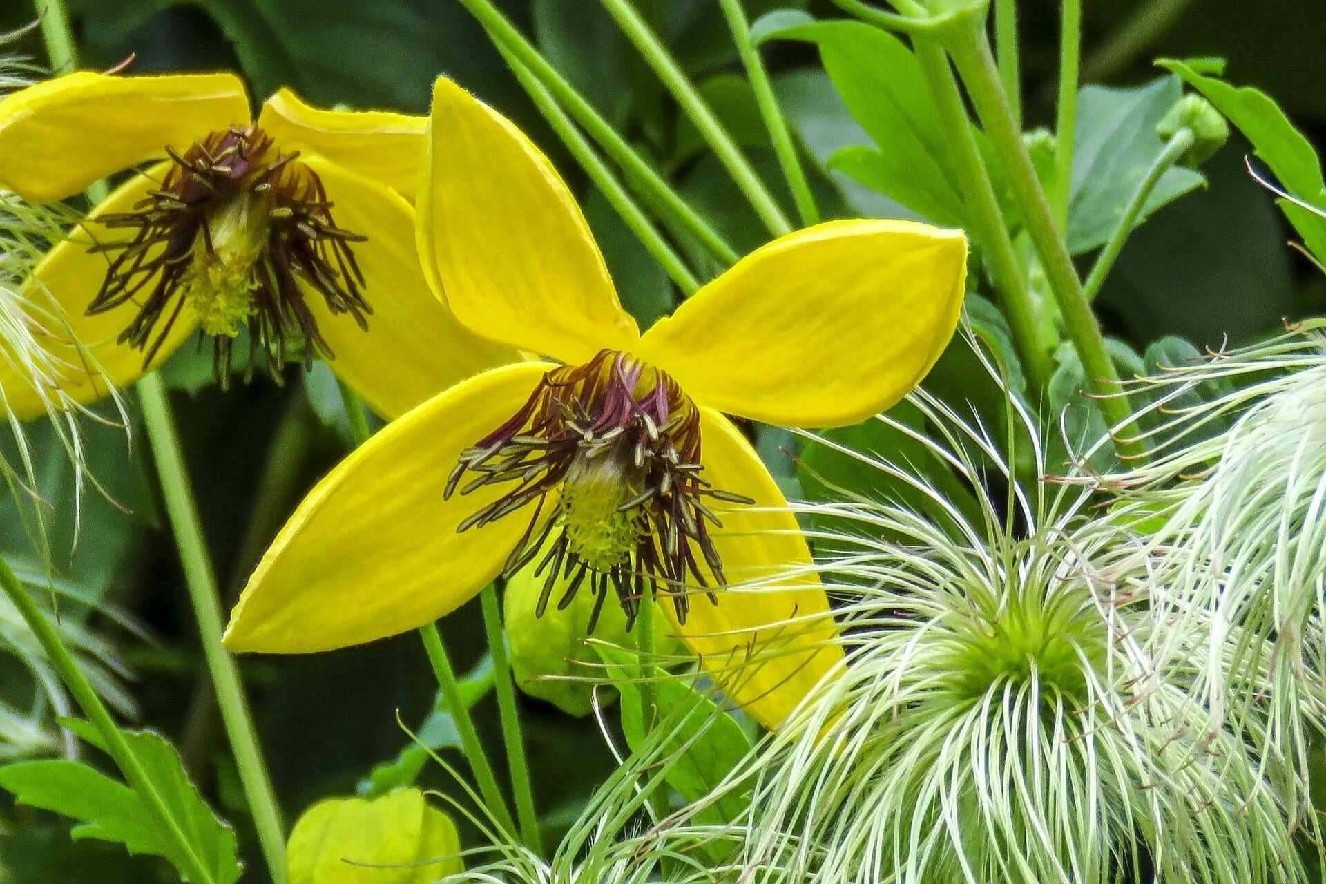 Клематис желтый фото и описание сорта Gele bosrank (Clematis tangutica) klimplant - Kwekersvergelijk Clematis plants, 