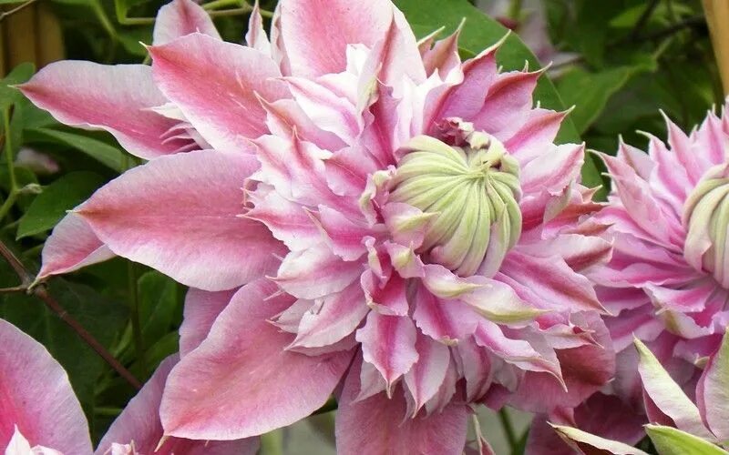 Клематис жозефина фото и описание отзывы Clematis) this is what I have planted at my mailbox in purple!!!! I want another