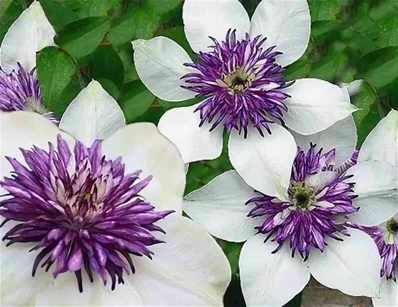 Клематис зибольда описание фото Clematis florida 'Sieboldii'/Clematis sieboldiana