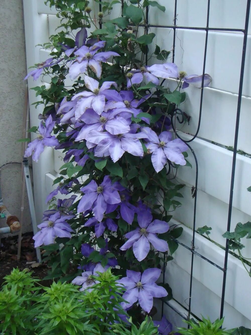 Клематис зибольда описание фото Clematis Ramona Clematis plants, Clematis, Late summer flowers