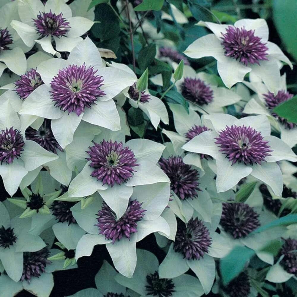 Клематис зибольда описание фото Clematis 'Florida Sieboldii' Clematis, Plants, Clematis trellis