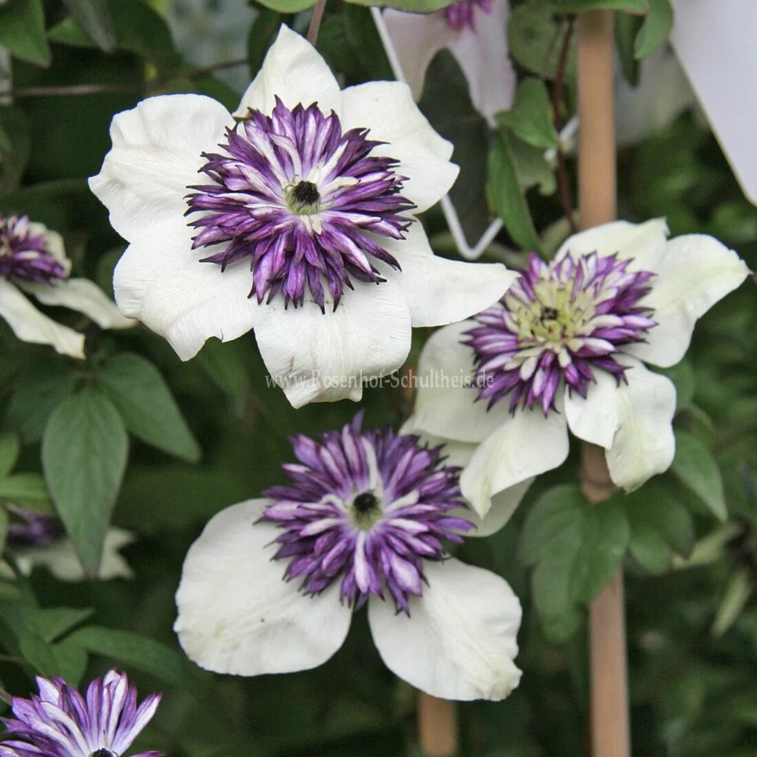 Клематис зибольда описание фото отзывы Clematis florida 'Sieboldii' - Rosen online kaufen im Rosenhof Schultheis - Rose