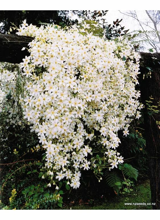 Клематис звездочка фото Clematis paniculata Clematis paniculata, Clematis, Native garden