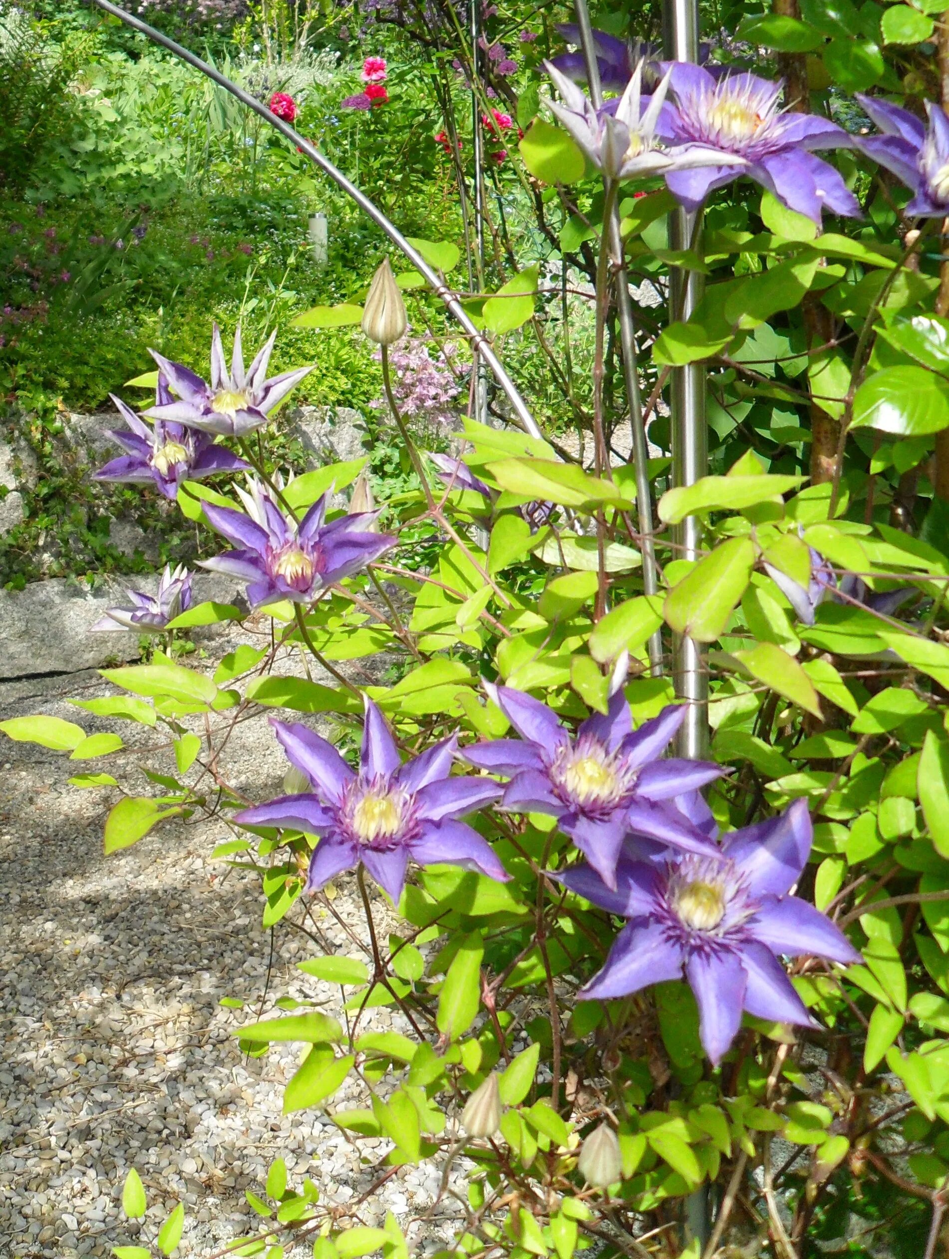 Клематис звездочка фото Incredibly beautiful Clematis Flowers free image download