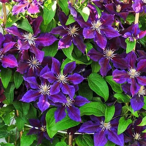 Клематис звездочка фото Julka Clematis Spring Hill Nurseries Clematis flower, Garden vines, Clematis vin