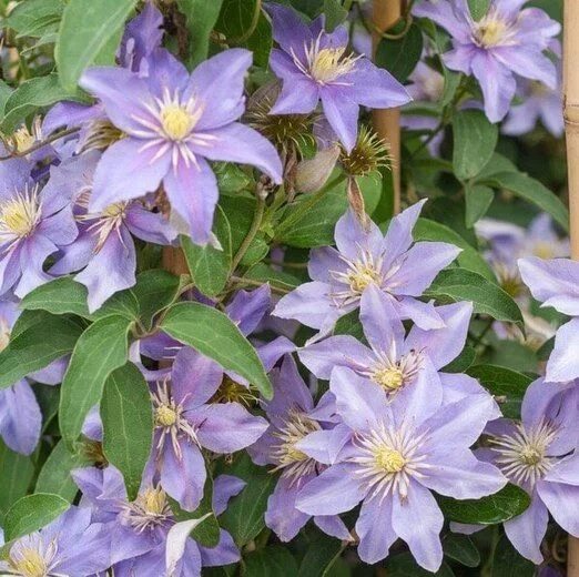 Клематис звездочка фото Clematis 'Justa' (Viticella Group) Gardenia.net Clematis 'Justa', Clematis Vitic