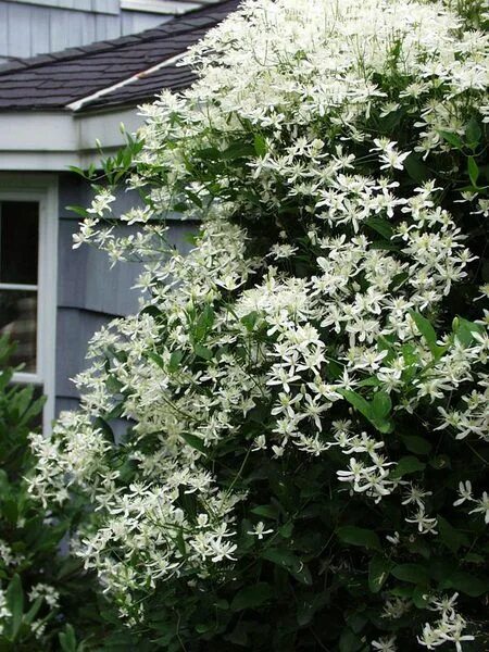 Клематис звездочка фото Clematis Paniculata Vine, Sweet Autumn Clematis Clematis paniculata, Autumn clem