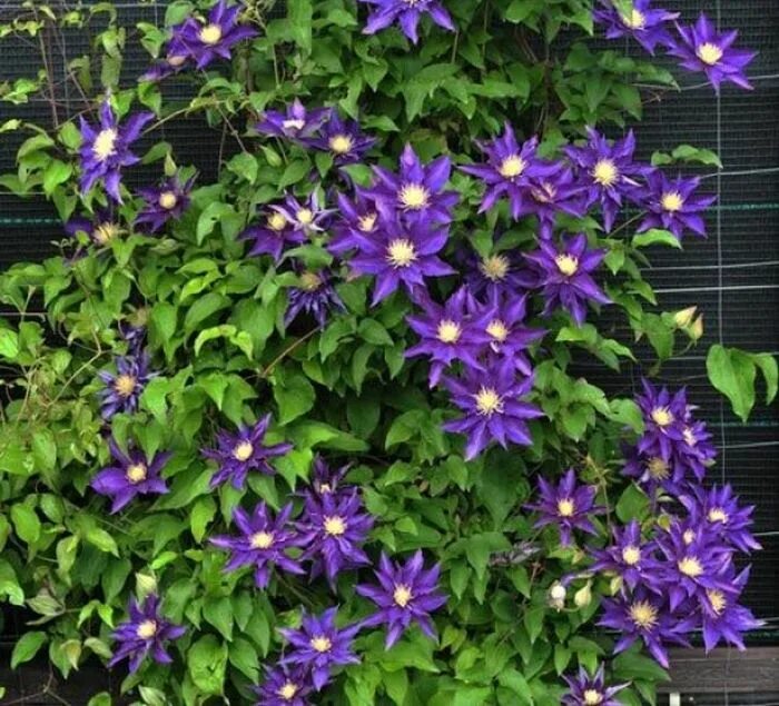 Клематисы 2 группы фото Купить Клематис гибридный Hakuookan - Клематис - GardenPlants