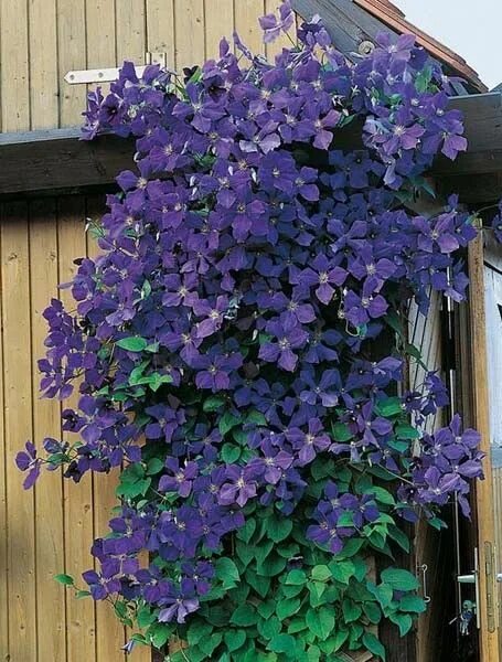 Клематисы 2 группы фото Clématite ou Clematis X 'Jackmanii' Clematite, Clematite grimpante, Plante grimp