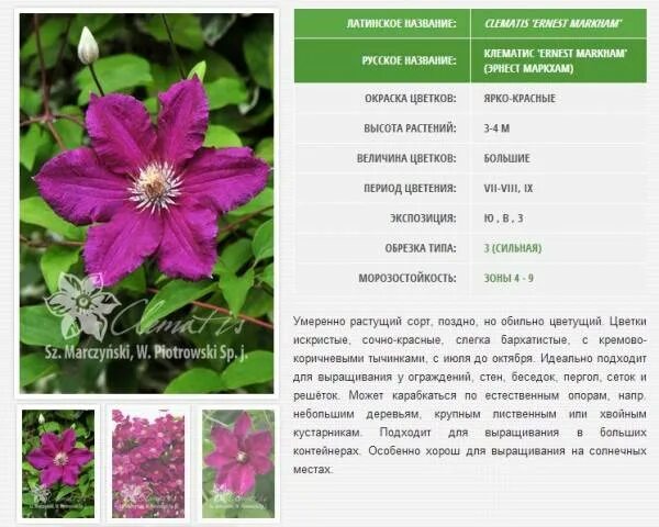 Клематисы 3 группы фото описание Клематис Хонора (Honora): описание, фото, группа обрезки, отзывы