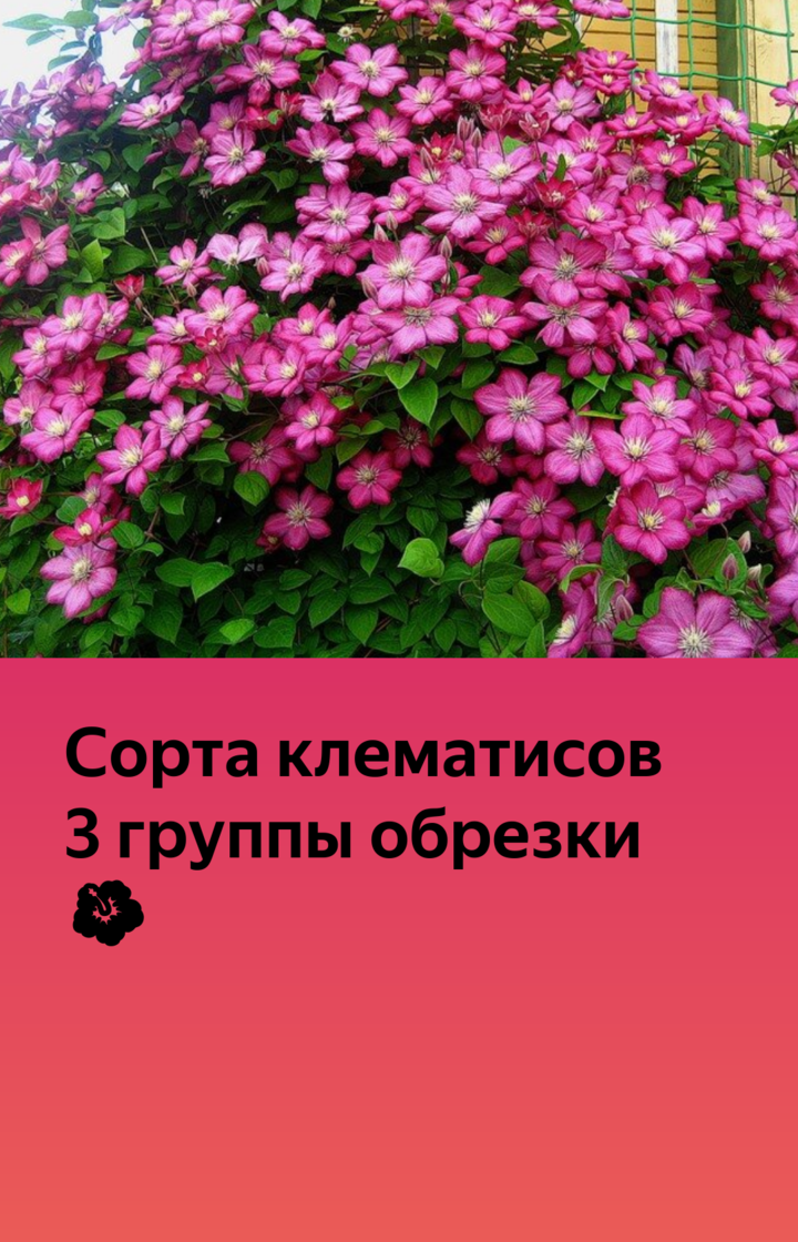 Клематисы 3 группы фото описание Сорта клематиса третьей группы