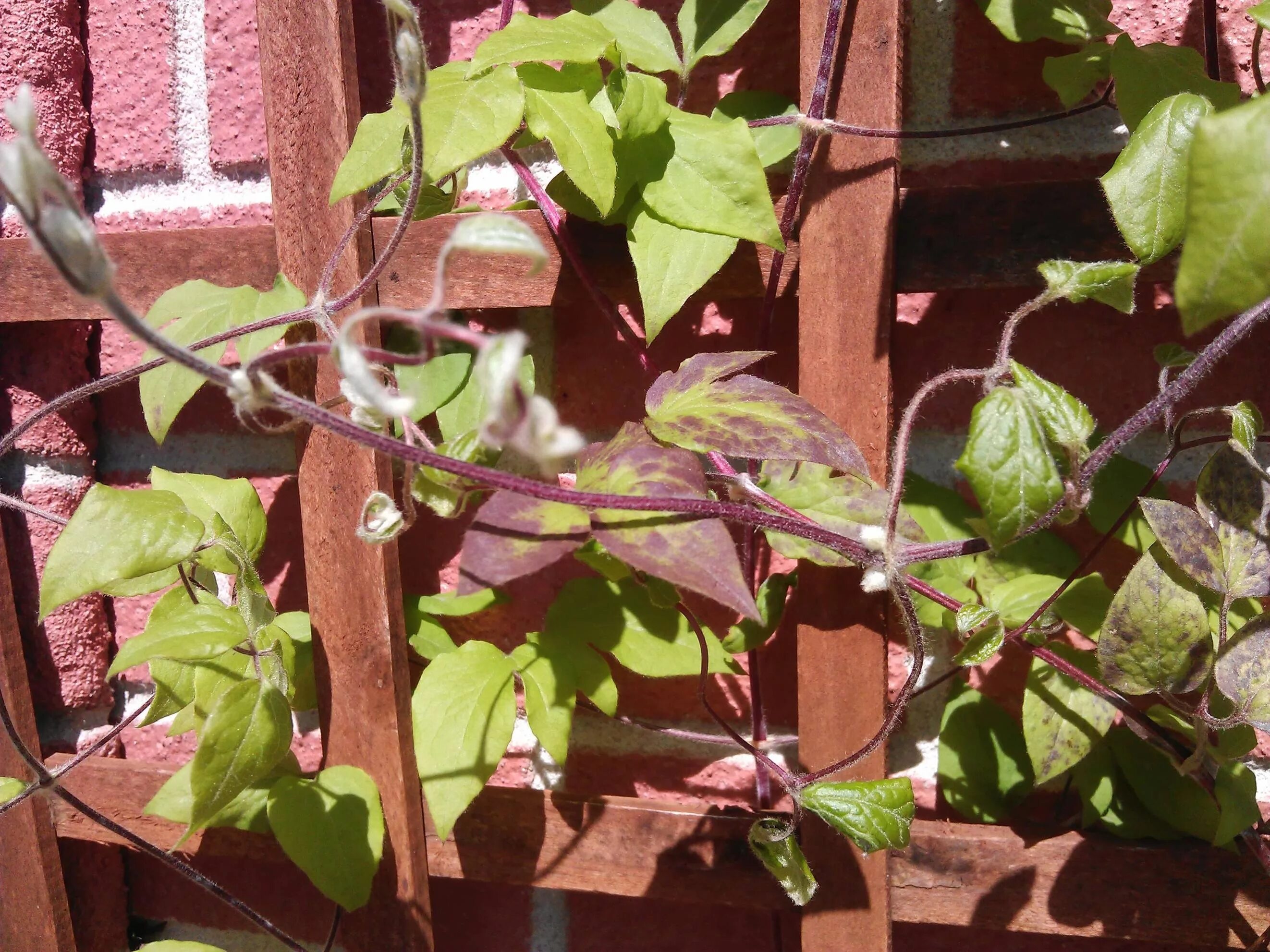 Клематисы болезни с фото diagnosis - Do I have a diseased clematis? - Gardening & Landscaping Stack Excha