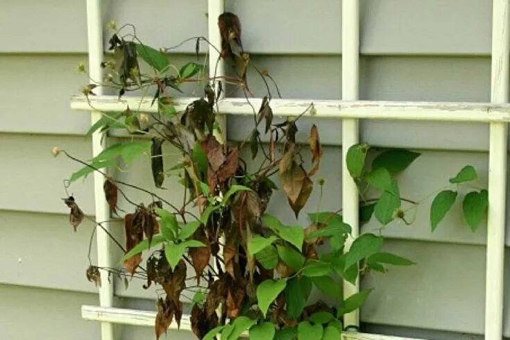 Клематисы болезни с фото Les maladies des clématites Clematite, Plante jardin, Jardins