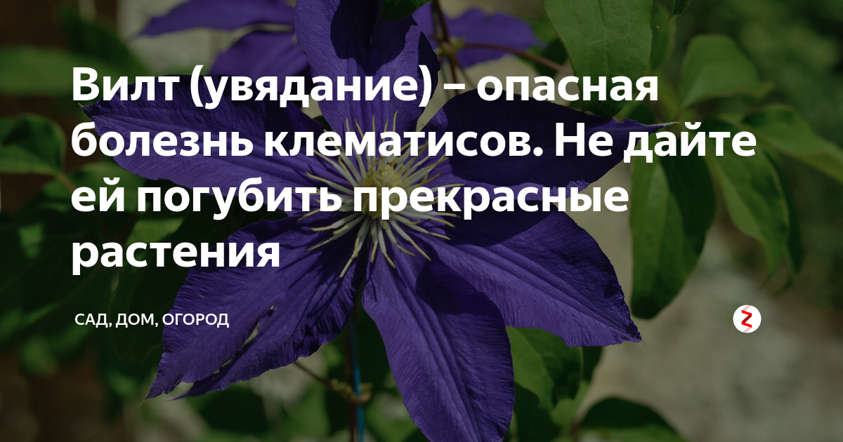 Клематисы болезни с фото Вилт (увядание) - опасная болезнь клематисов. Не дайте ей погубить прекрасные ра