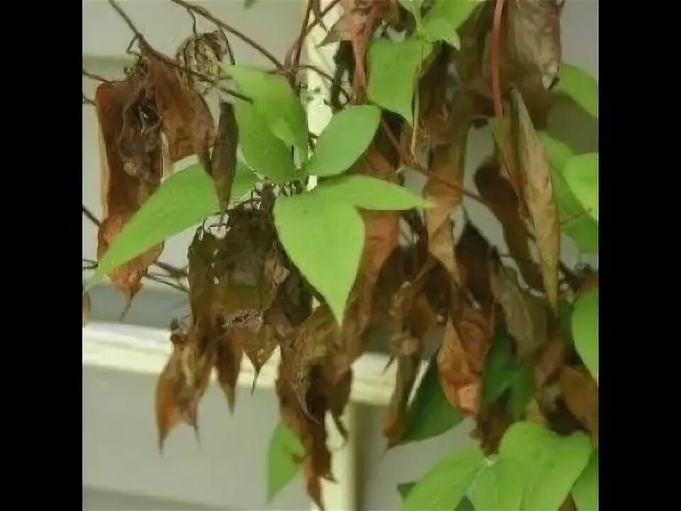 Клематисы болезни с фото 200) СОХНУТ ЛИСТЬЯ у КЛЕМАТИСОВ Что делать??? - YouTube Clematis care, Clematis,