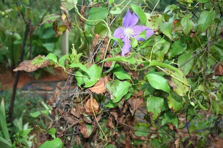 Клематисы болезни с фото Prevent Clematis Wilting: What Causes Clematis Wilt Clematis wilt, Clematis care