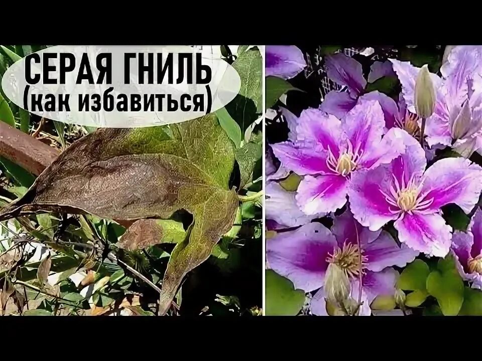 Клематисы болезни с фото Серая гниль на клематисах Как я с ней справилась - YouTube