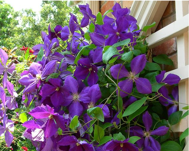 Клематисы болезни с фото Clematis Jackmanii Bloeitijd: juli tot september Achtertuin planten, Klimplanten