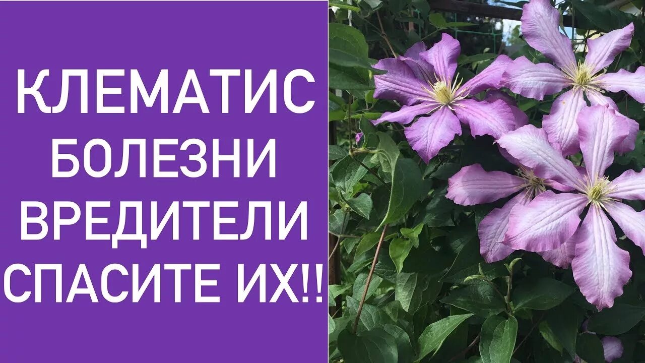 Клематисы болезни с фото КЛЕМАТИС . БОЛЕЗНИ И ВРЕДИТЕЛИ . - YouTube