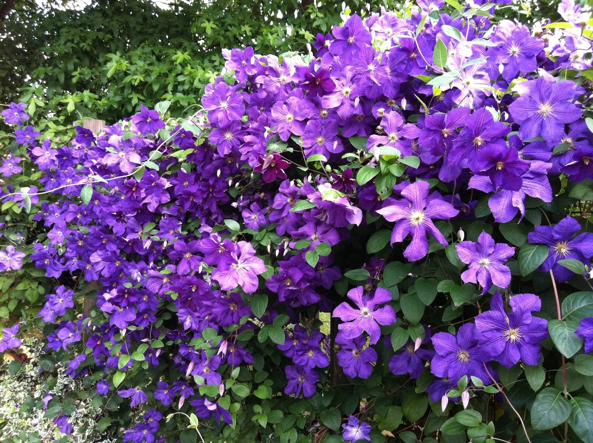 Клематисы для сибири морозостойкие сорта фото Clematis Victoria Clematis, Clematis flower, Climbing vines