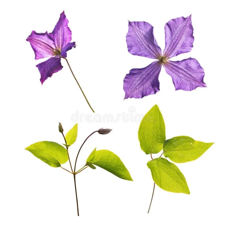 Клематисы листья как выглядят Purple Clematis on the Wooden Planks Stock Image - Image of plant, summer: 56354