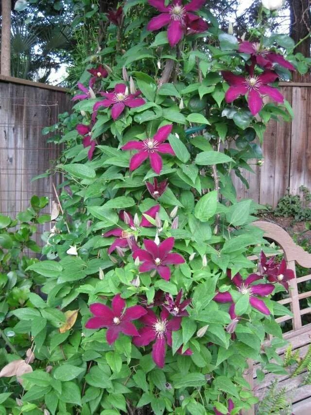 Клематисы листья как выглядят clematis garten kletterpflanze spaliere rankhilfe Pflanzen, Garten pflanzen, Kle