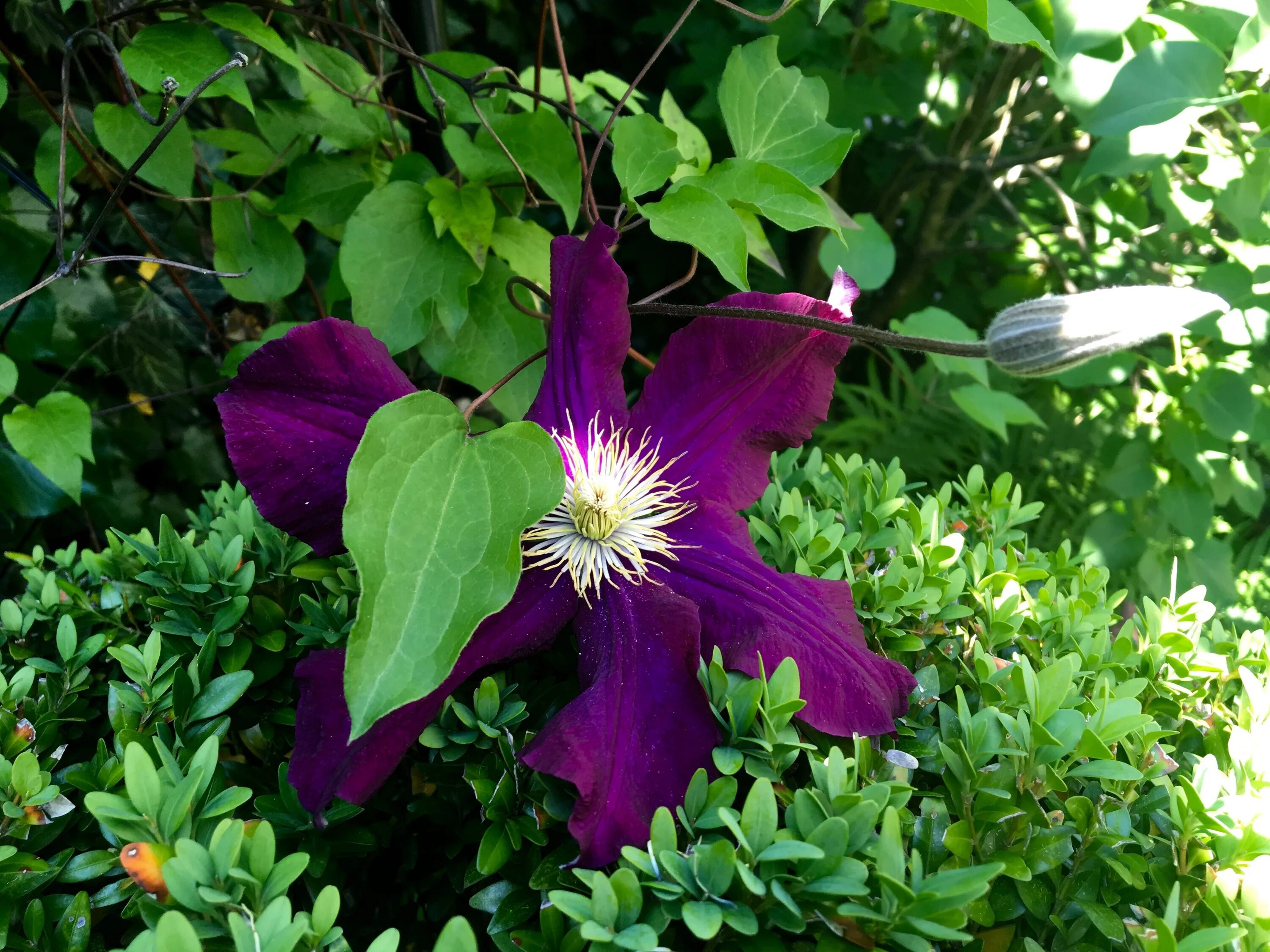 Клематисы листья как выглядят Clematis Purple Bloom free image download