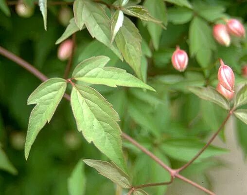 Клематисы листья как выглядят Clematis montana var. rubens Landscape Plants Oregon State University