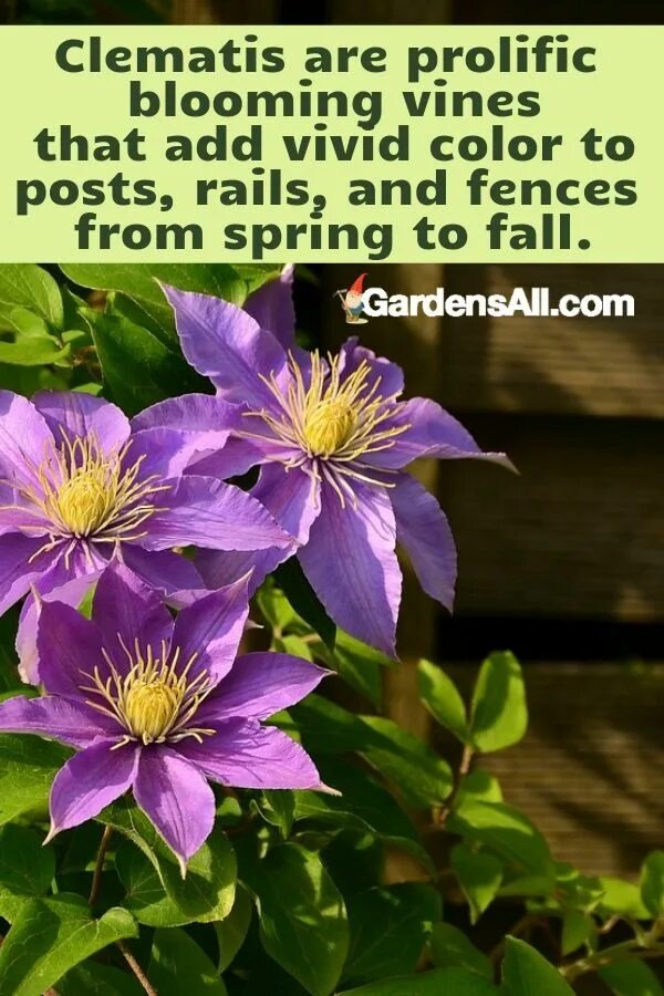 Клематисы листья как выглядят Clematis are prolific blooming vines that add vivid color to posts, rails, and f