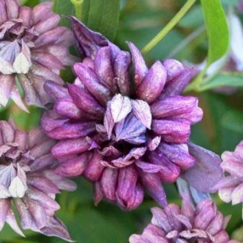 Клематисы махровые сорта фото clematis-mary-rose-1-800 × 800 Интернет-магазин цветов и растений PlantShip