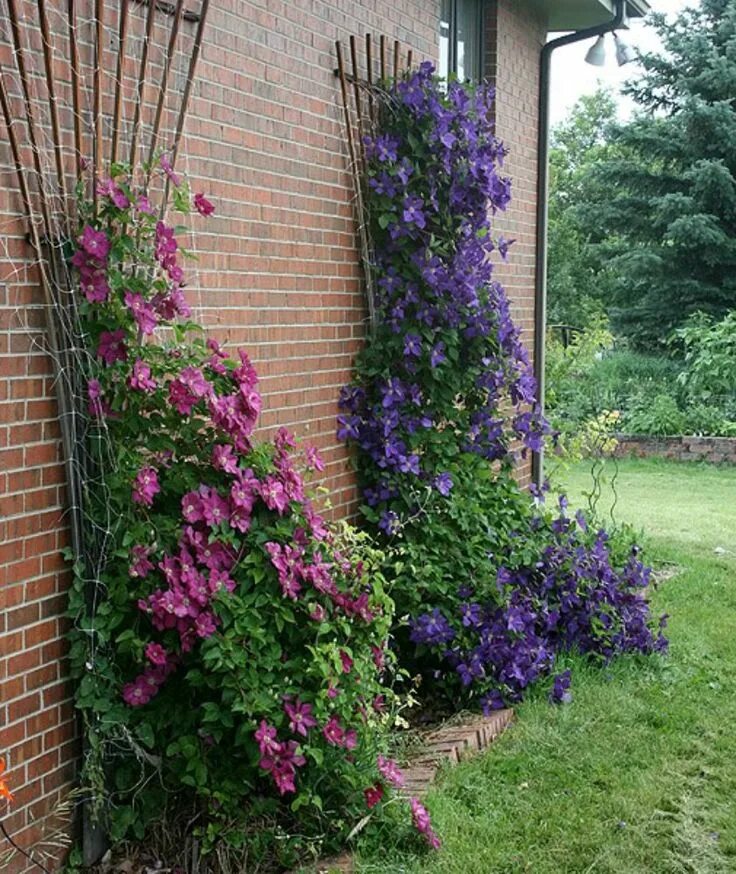 Клематисы на участке фото Výsledek obrázku pro klematisy Clematis plants, Front garden landscape, Garden d