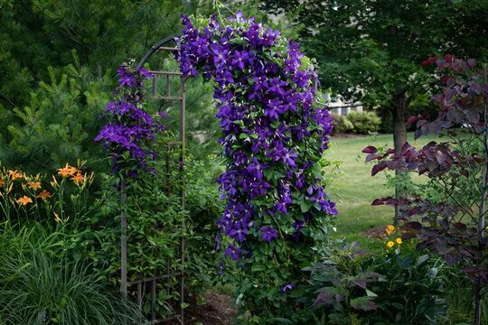 Клематисы на участке фото Clematis Зображення - огляд 43,591 Стокові фото, векторні зображення й відео Ado