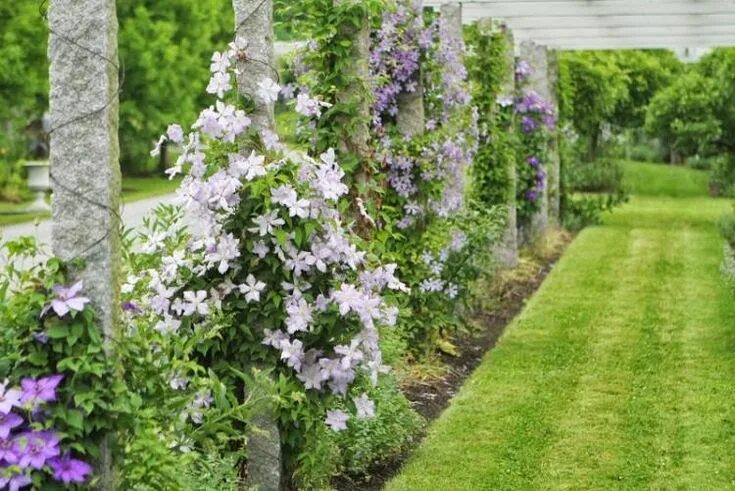 Клематисы на участке фото plantes-grimpantes-pergola-campanules-lilas plantes grimpantes pour pergola Gart